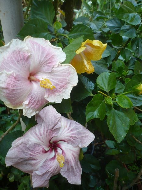 P1420405 - HIBISCUSI 2019-2