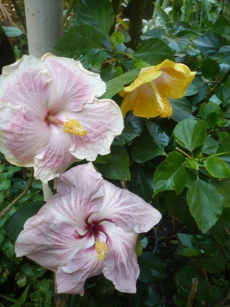 P1420406 - HIBISCUSI 2019-2