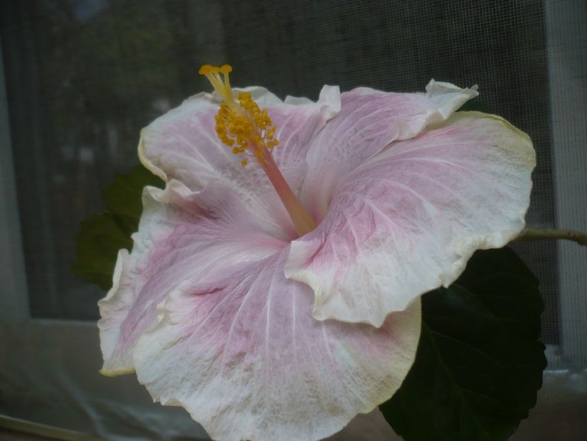 P1420425 - HIBISCUSI 2019-2