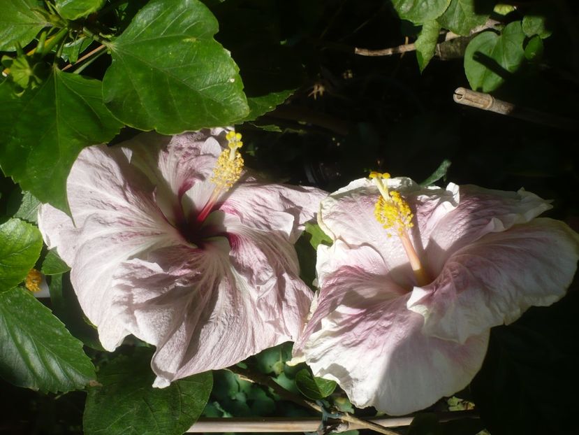 P1420426 - HIBISCUSI 2019-2