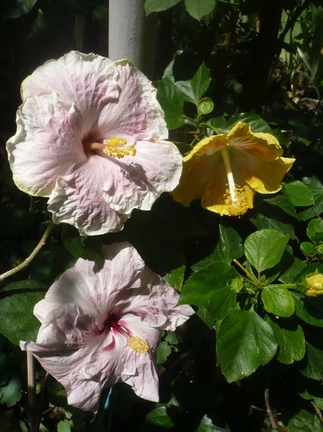 P1420428 - HIBISCUSI 2019-2