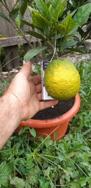 Citrus sinensis valencia - Plantele mele 2019