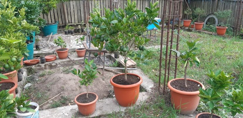 Citrus sinensis tarocco meli - Plantele mele 2019