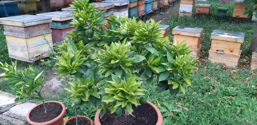 Citrus sinensis moro - Plantele mele 2019