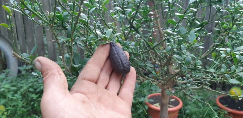 Citrus australasica roșu - Plantele mele 2019