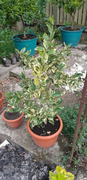Citrus sinensis variegat - Plantele mele 2019
