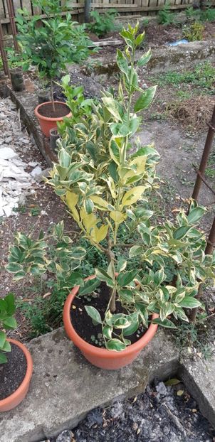 Citrus sinensis variegat - Plantele mele 2019
