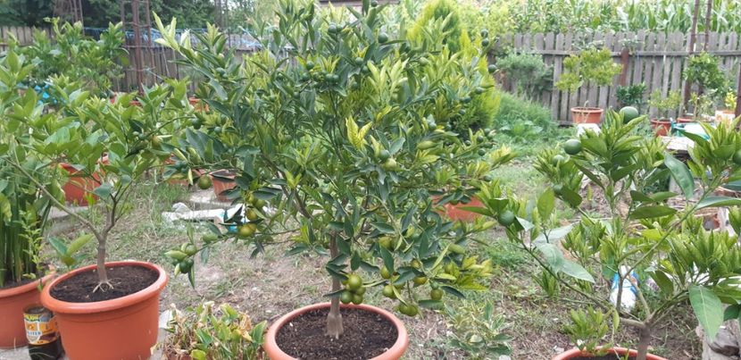 Citrus limon limeqoat eustis - Plantele mele 2019