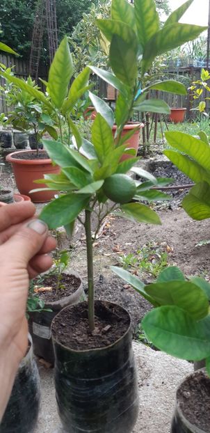 Citrus sinensis moro - Plantele mele 2019