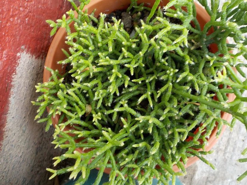  - rhipsalis pilocarpa