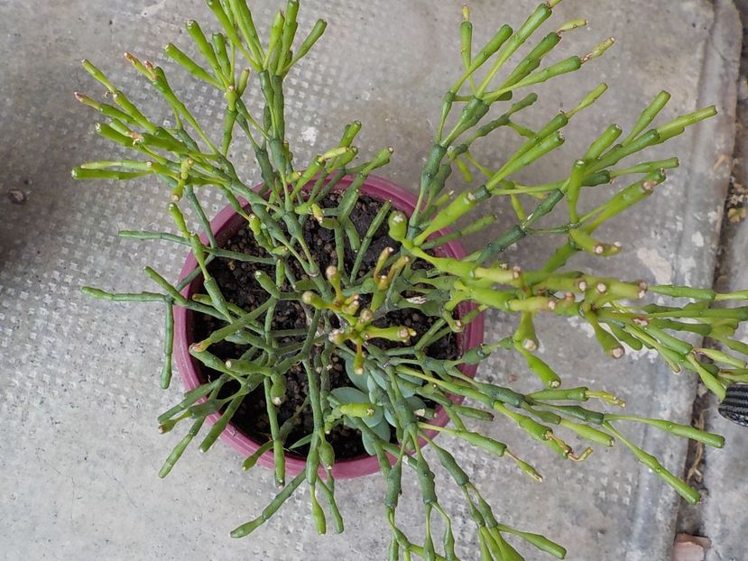  - rhipsalis salicornioides