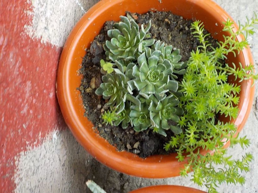  - CACTUSI si SUCULENTE