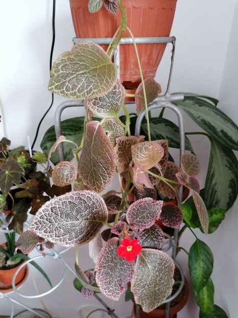  - episcia KEE WEE