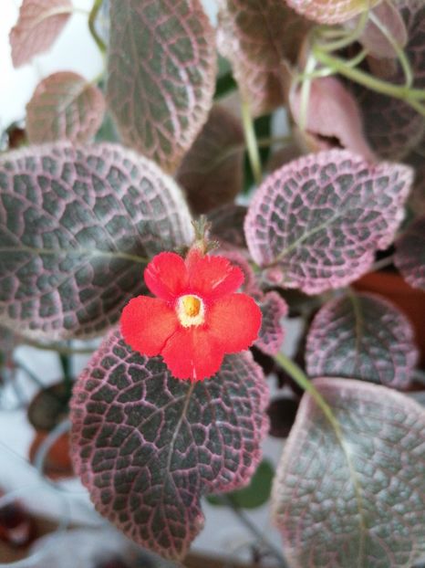  - episcia KEE WEE