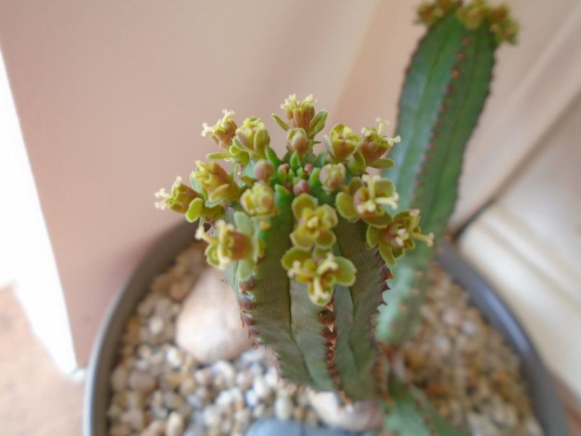Euphorbia tubiglans - Caudiciforme si bulbi 2019