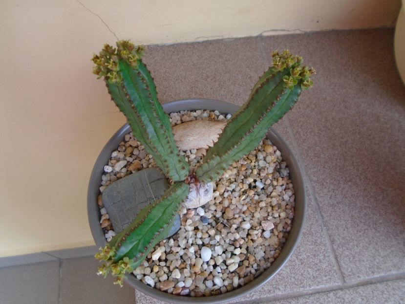 Euphorbia tubiglans - Caudiciforme si bulbi 2019