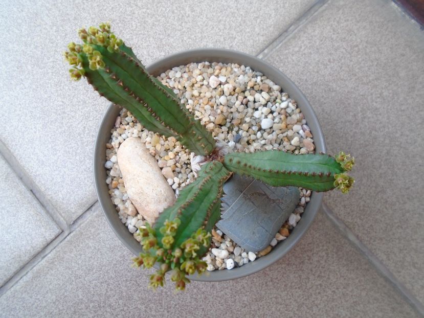 Euphorbia tubiglans - Caudiciforme si bulbi 2019