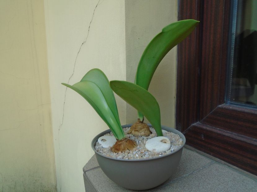 Rauhia peruviana - Caudiciforme si bulbi 2019