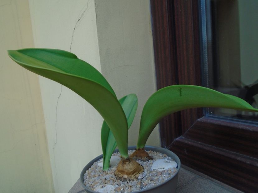 Rauhia peruviana - Caudiciforme si bulbi 2019