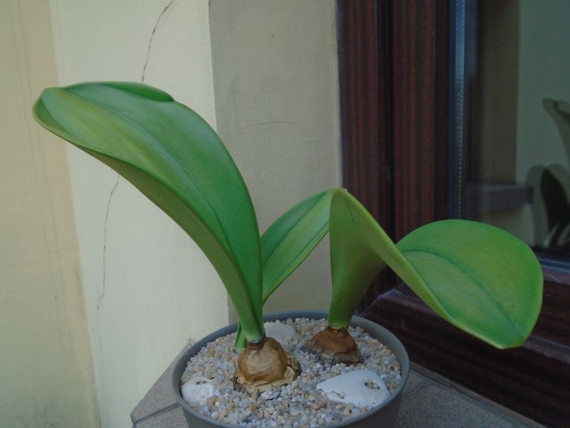 Rauhia peruviana - Caudiciforme si bulbi 2019