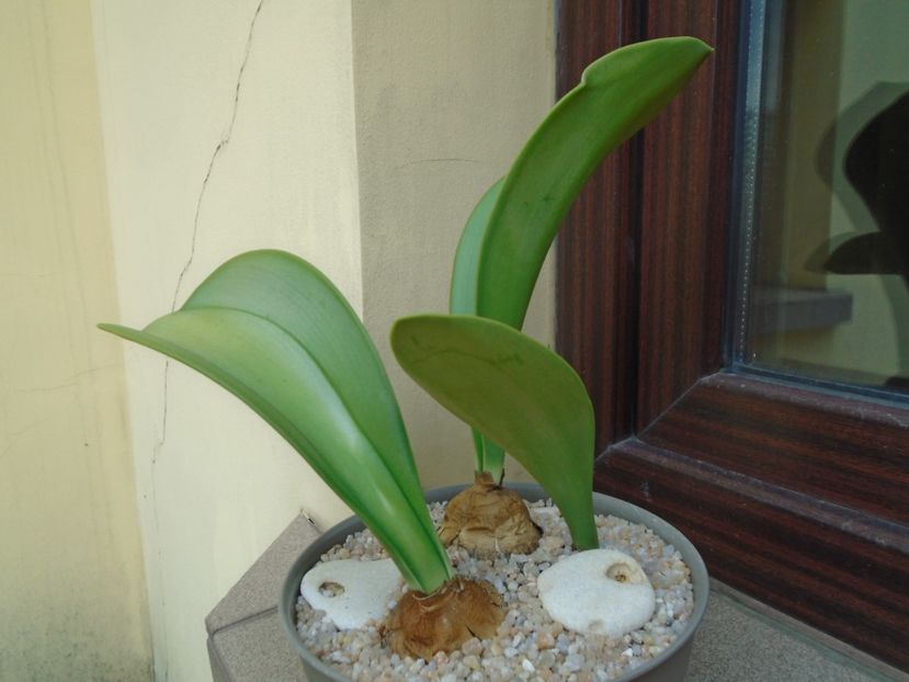 Rauhia peruviana - Caudiciforme si bulbi 2019