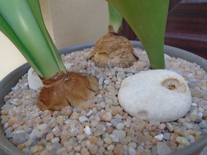 Rauhia peruviana - Caudiciforme si bulbi 2019