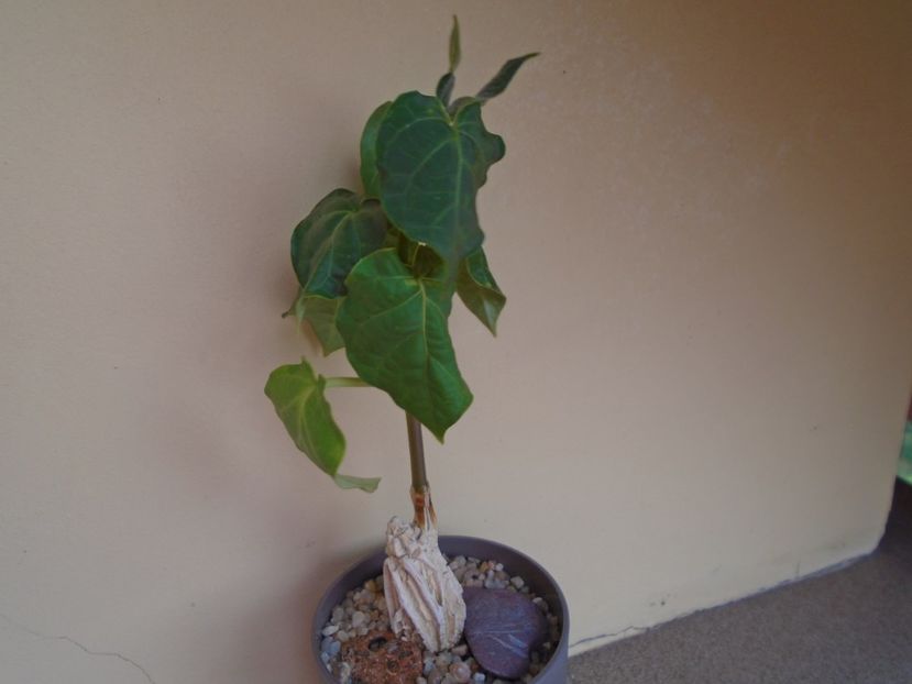 Matelea cyclophylla - Caudiciforme si bulbi 2019