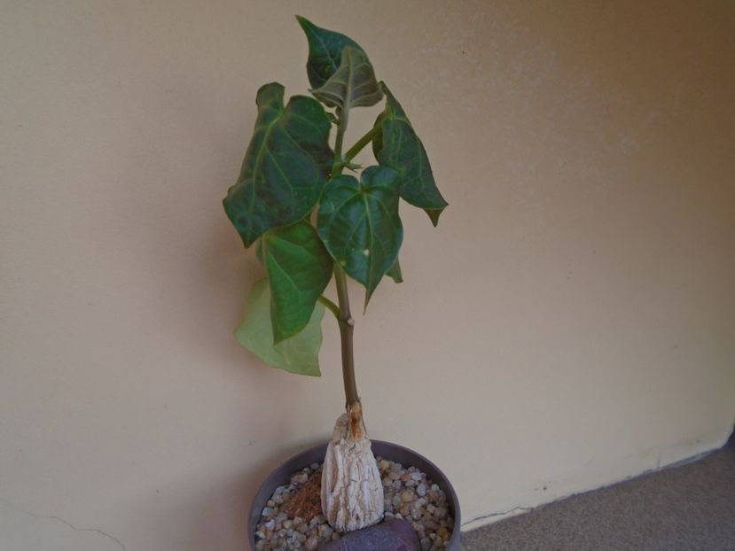 Matelea cyclophylla - Caudiciforme si bulbi 2019