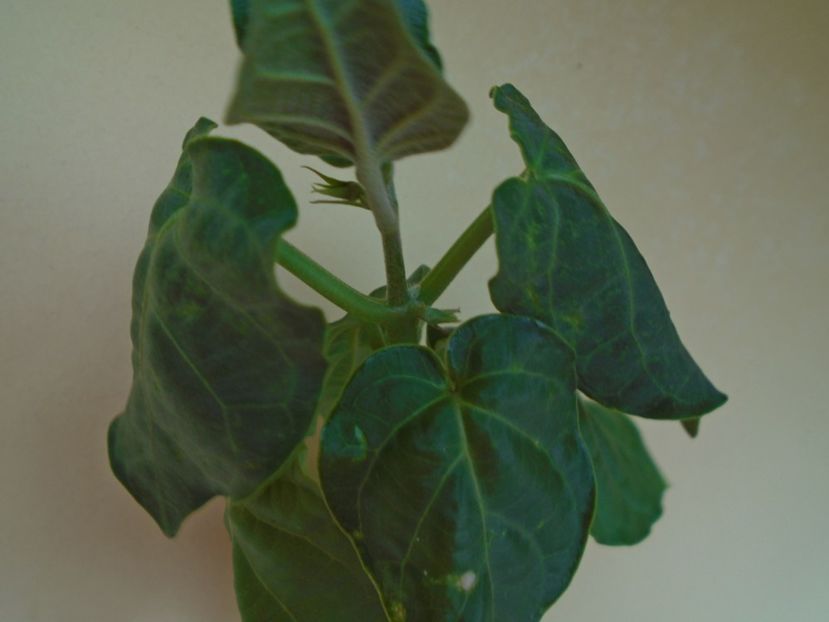 Matelea cyclophylla - Caudiciforme si bulbi 2019