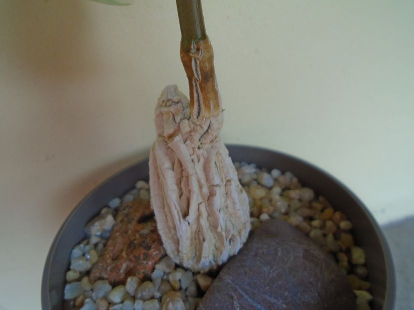 Matelea cyclophylla - Caudiciforme si bulbi 2019