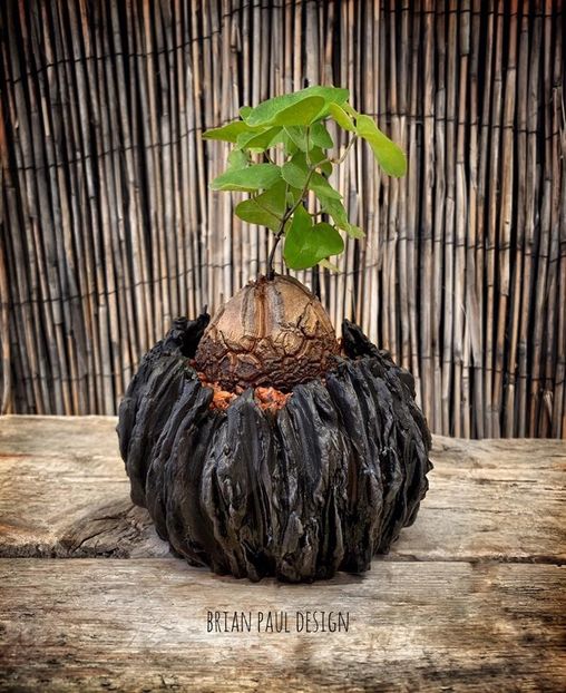 Dioscorea elephantipes - Vase - aranjamente - accesorii