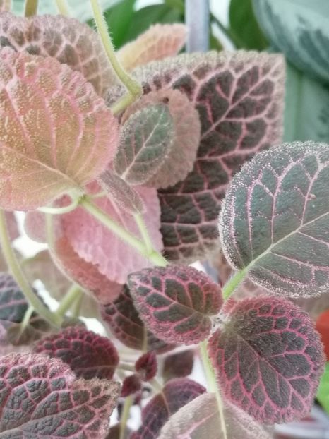  - episcia KEE WEE