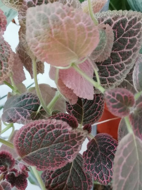  - episcia KEE WEE