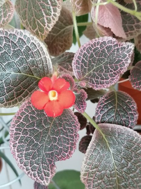  - episcia KEE WEE