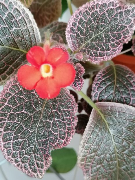  - episcia KEE WEE