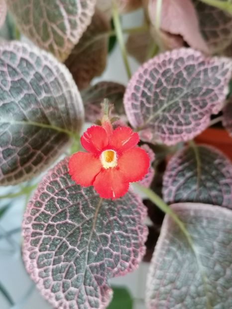  - episcia KEE WEE