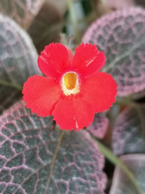  - episcia KEE WEE