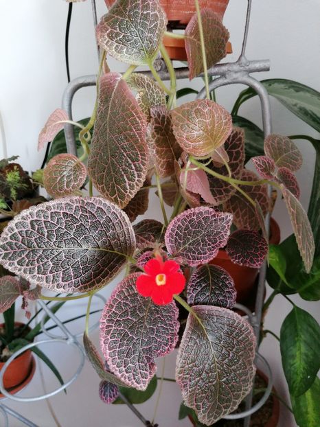  - episcia KEE WEE