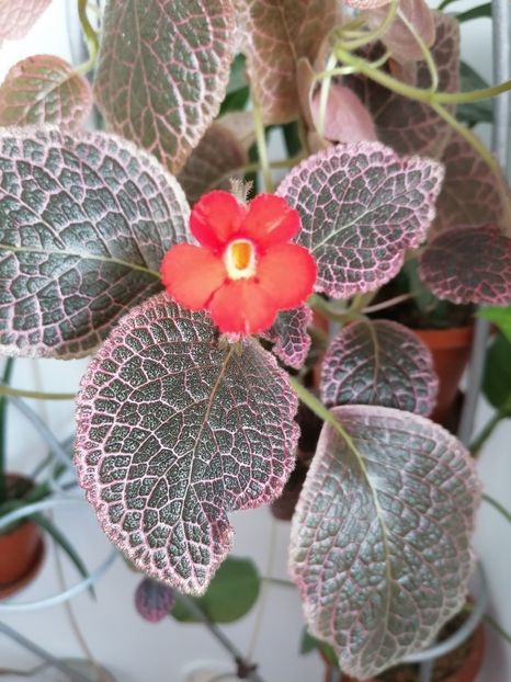  - episcia KEE WEE