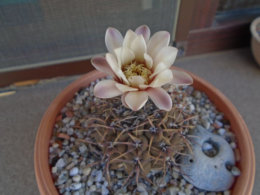 Gymnocalycium ochoterenae v. cinereum - Cactusi 2019 Gymnocalycium