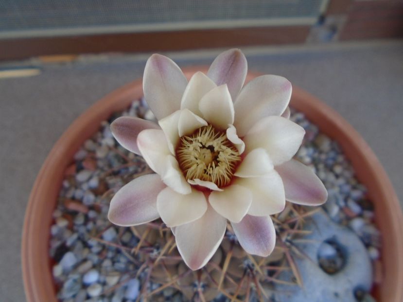 Gymnocalycium ochoterenae v. cinereum - Cactusi 2019 Gymnocalycium