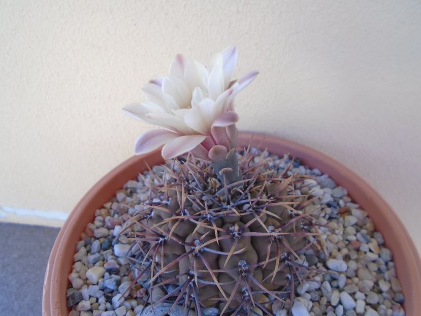Gymnocalycium ochoterenae v. cinereum - Cactusi 2019 Gymnocalycium