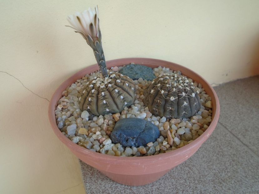 Gymnocalycium ragonesei, 2 ex. - Cactusi 2019 Gymnocalycium