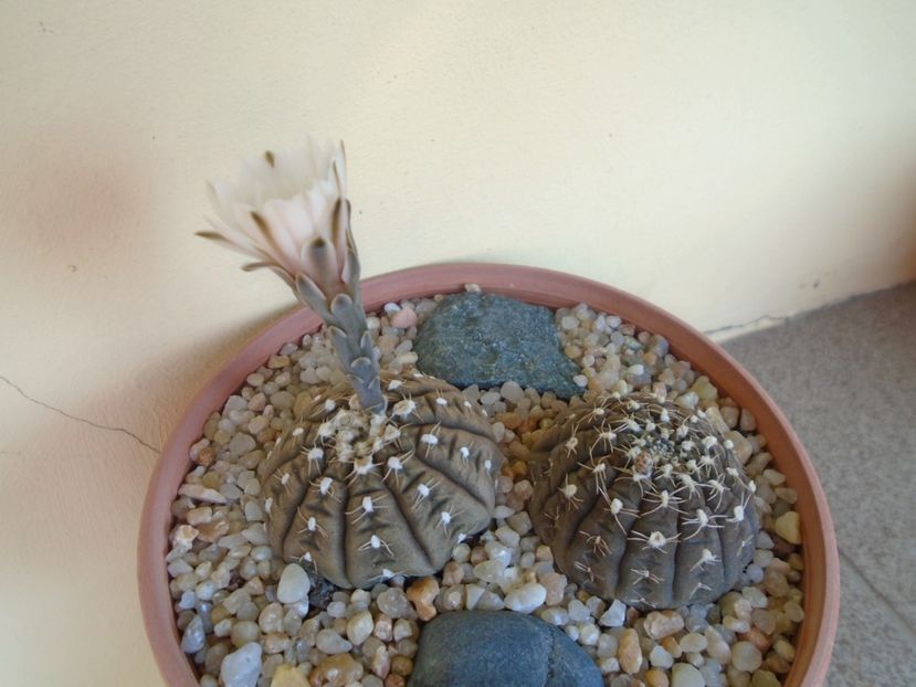 Gymnocalycium ragonesei - Cactusi 2019 Gymnocalycium