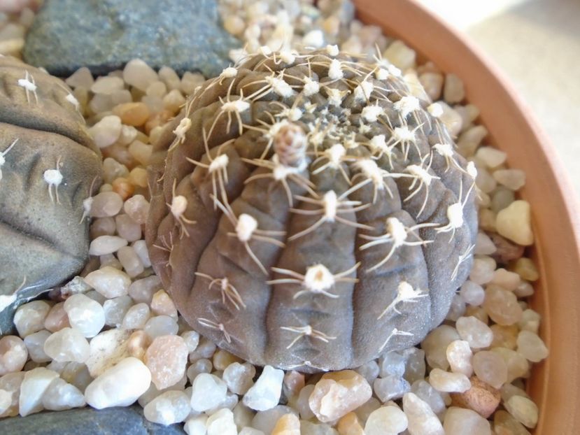 Gymnocalycium ragonesei - Cactusi 2019 Gymnocalycium
