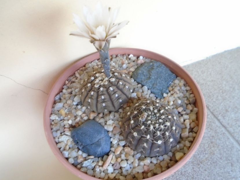 Gymnocalycium ragonesei - Cactusi 2019 Gymnocalycium