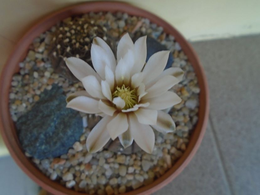 Gymnocalycium ragonesei - Cactusi 2019 Gymnocalycium