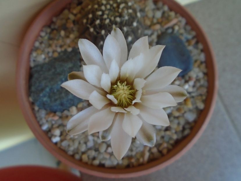 Gymnocalycium ragonesei - Cactusi 2019 Gymnocalycium
