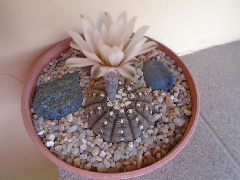 Gymnocalycium ragonesei - Cactusi 2019 Gymnocalycium