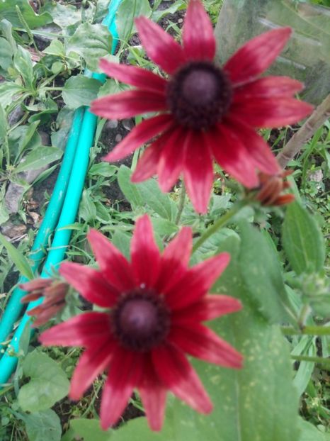  - 0- PHLOX - ECHINACEA- RUDBECKIA- si alte perene